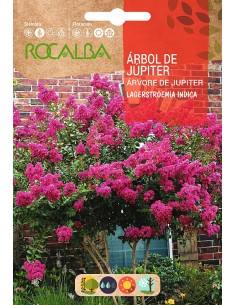 Semilla árbol de Jupiter
