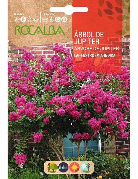 Semente da árvore de Júpiter