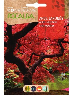 Semilla arce japonés (acer palmatum)