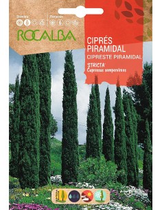 Llavor aromàtica Cilantre