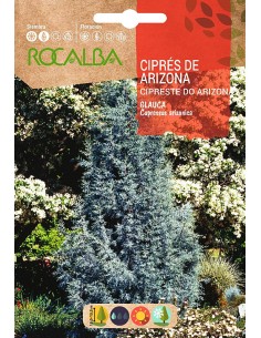 Llavor aromàtica Cilantre
