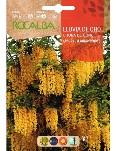 Semente de chuva dourada (laburnum anagyroides)