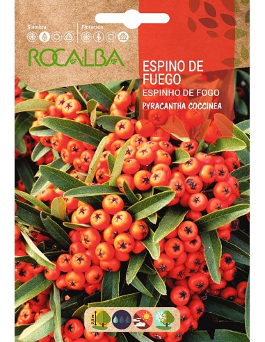 Semente Firethorn (pyracantha coccinea)