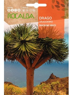 Llavor Drago canari (Dracanea graco)