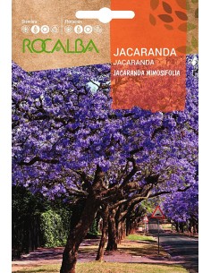 Semilla Jacaranda