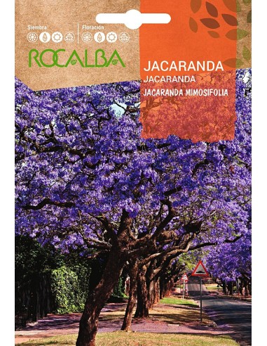 Semilla Jacaranda