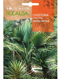 Semente Livistonia