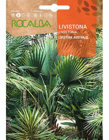 Semilla Livistonia