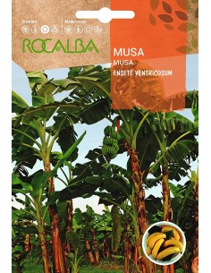 Semilla Musa (bananera)