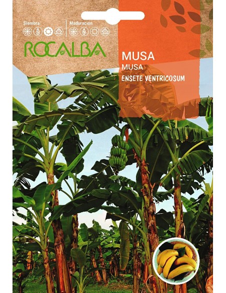 Llavor aromàtica Cilantre