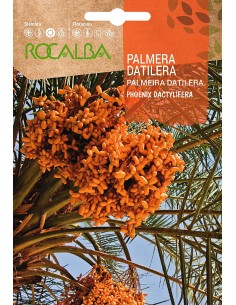 Semente de tamareira (Phoenix Dactylifera)