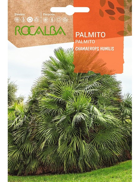 Semilla Palmito (chamaerops humilis)