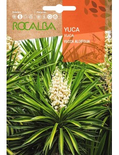 Llavor aromàtica Cilantre
