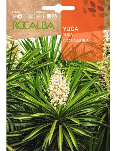 Semente de Yucca