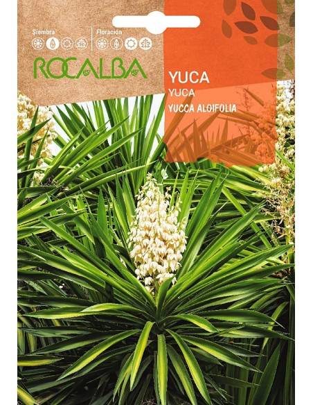 Semente de Yucca