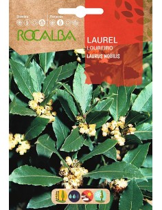 Graine de laurier