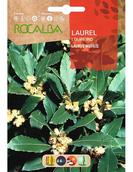 Semilla de laurel