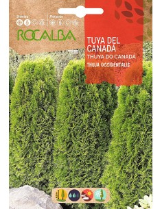 Semilla Tuya del Canadà