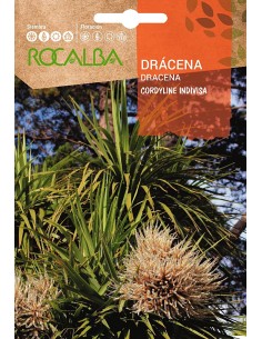Semilla Dracena (cordyline indivisa)