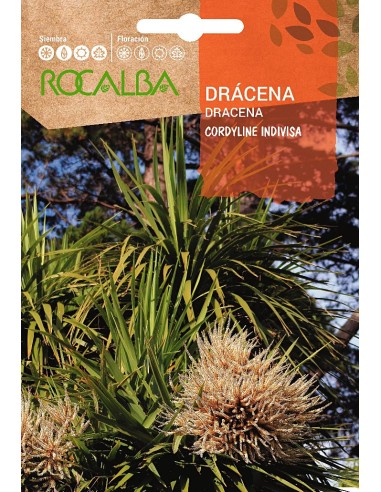Llavor Dracena (cordyline indivisa)
