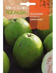 Llavor aromàtica Cilantre