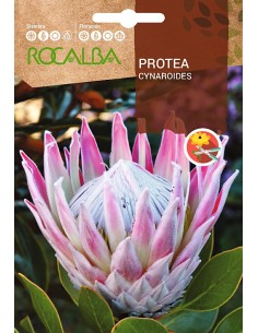 Llavor aromàtica Cilantre