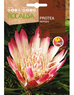 Semilla Protea Repens