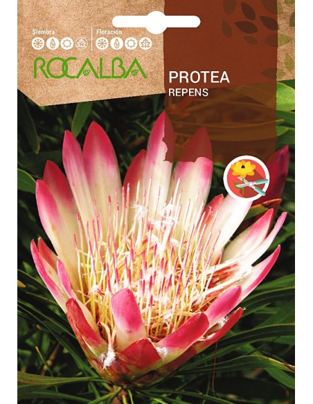 Semilla Protea Repens