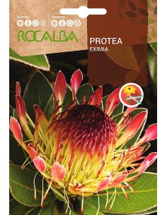 Llavor aromàtica Cilantre
