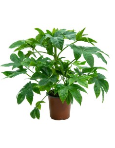 Compre Aralia em Germigarden