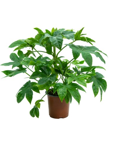 Compre Aralia em Germigarden