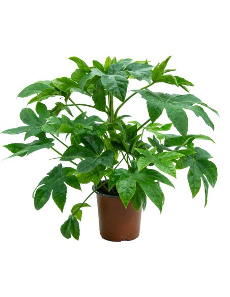 Comprar planta aralia por 5,45€ en Germigarden