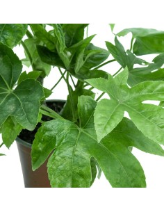 Comprar planta aralia por 5,45€ en Germigarden 2