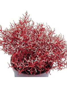 Cineraria Marítima 2