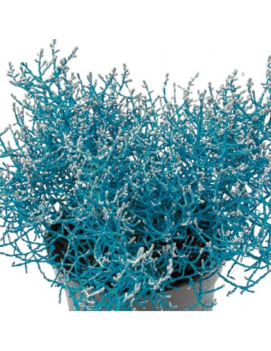 Cineraria Marítima