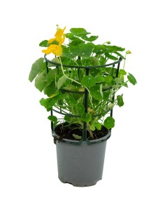 Compre capuchinha ou cinco-chagas por € 3,95 em Germigarden