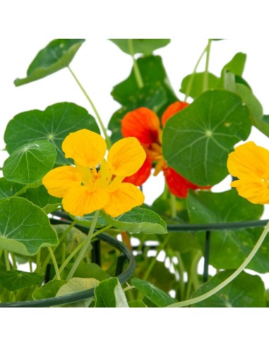 Comprar capuchina por 3,95€ en Germigarden
