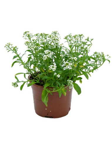 Comprar alyssum desde 1,75€ en Germigarden