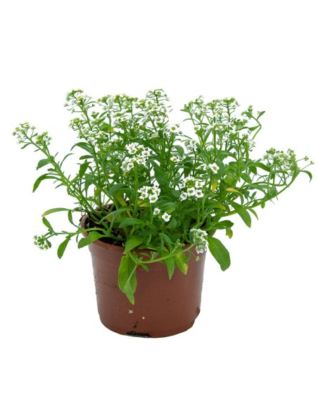 Comprar alyssum desde 1,75€ en Germigarden