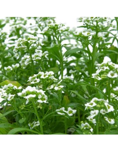 Alysum a partir de € 1,75 em Germigarden 2