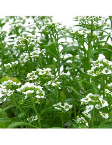 Alysum a partir de € 1,75 em Germigarden