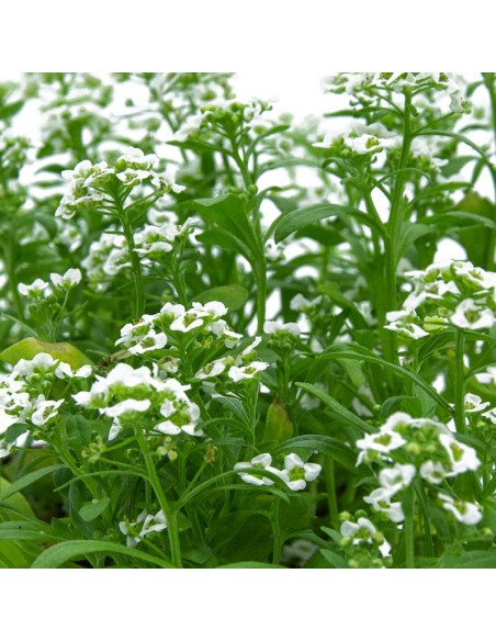 Comprar alyssum desde 1,75€ en Germigarden