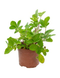 Planta de Morango-silvestre por € 1,95 em Germigarden