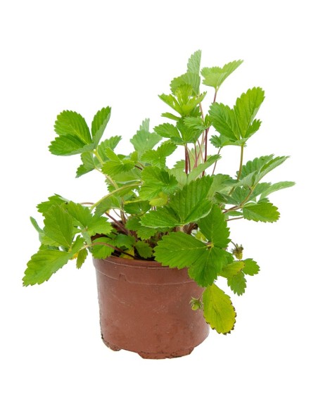 Planta de Morango-silvestre por € 1,95 em Germigarden