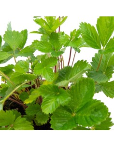 Plant de fraisier des bois à 1,95€ chez Germigarden 2