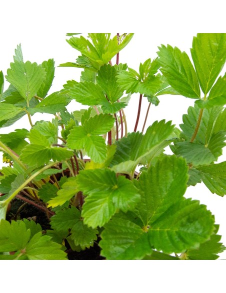 Planta de Morango-silvestre por € 1,95 em Germigarden