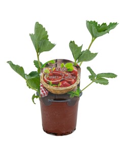 Plant de fraisier à 1,95€ chez Germigarden 2