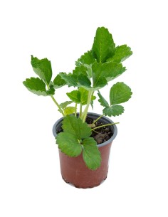 Compre planta de morango a granel por € 1,95 em Germigarden