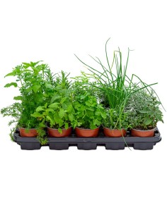 Bandeja de planta aromática variada (maceta de 10,5 cm) (15 unidades)