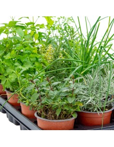 Bandeja de planta aromática variada (maceta de 10,5 cm) (15 unidades) 2